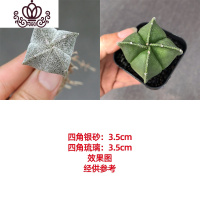 封后绯花玉多肉植物组合盆栽套餐仙人球室内开花肉肉植物仙人掌小绿植 黄色四角(银沙+琉璃) 裸根不带土
