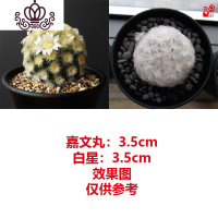 封后绯花玉多肉植物组合盆栽套餐仙人球室内开花肉肉植物仙人掌小绿植 白星+嘉文丸 裸根不带土