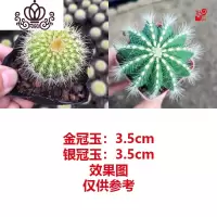 封后绯花玉多肉植物组合盆栽套餐仙人球室内开花肉肉植物仙人掌小绿植 金冠玉+银冠玉 裸根不带土