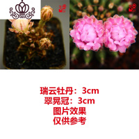 封后绯花玉多肉植物组合盆栽套餐仙人球室内开花肉肉植物仙人掌小绿植 其他颜色瑞云牡丹+翠晃冠 裸根不带土