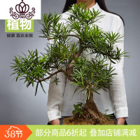 封后罗汉松盆景大盆栽树桩室内绿植花卉办公室植物禅意茶室