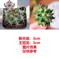 封后绯花玉多肉植物组合盆栽套餐仙人球室内开花肉肉植物仙人掌小绿植 新天地+王冠龙 裸根不带土