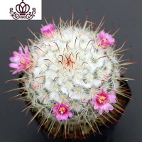 封后绯花玉多肉植物组合盆栽套餐仙人球室内开花肉肉植物仙人掌小绿植 丰明丸(5-6cm高) 裸根不带土