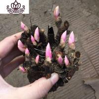 封后芍药种根花苗庭院花卉四季开花易活芍药根块带芽室内盆栽室外植物