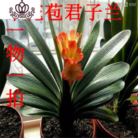 封后开花君子兰带花苞大苗盆栽四季常青年宵花卉客厅室内绿植花卉