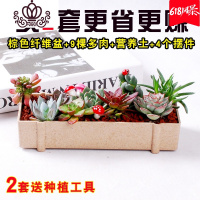 封后新款多肉植物组合盆栽含盆含土肉肉植物多肉植物新手套餐植物肉肉 棕色纤维盆(随机9颗多肉+棕色盆+营养土) 含盆