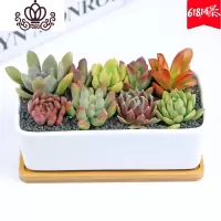 封后新款多肉植物组合盆栽含盆含土肉肉植物多肉植物新手套餐植物肉肉 直长套餐(随机8颗多肉+直长配托+营养土) 含盆