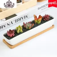 封后新款多肉植物组合盆栽含盆含土肉肉植物多肉植物新手套餐植物肉肉 长条套餐(随机5颗多肉+长条配托+营养土) 含盆