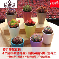 封后新款多肉植物组合盆栽含盆含土肉肉植物多肉植物新手套餐植物肉肉 随机4个杯盆+随机4颗多肉+营养土 含盆