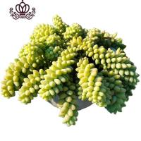 封后彩虹玉缀瀑布悬崖老桩出锦多肉植物盆栽阳台花园造景露养植物 彩虹玉缀大盆冠幅20cm 含盆