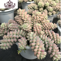 封后彩虹玉缀瀑布悬崖老桩出锦多肉植物盆栽阳台花园造景露养植物 彩虹玉缀锦冠幅15cm 含盆