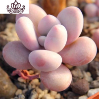 封后多肉植物新手套装稀有多肉老桩大株肉肉生石花卉带盆带土栽好 桃蛋2-3cm,9颗 裸根不带土