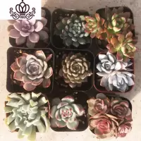 封后多肉植物新手套装稀有多肉老桩大株肉肉生石花卉带盆带土栽好 小黑方带盆种好10颗 带盆栽好