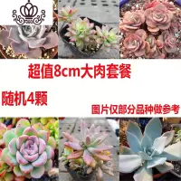 封后多肉植物新手套装稀有多肉老桩大株肉肉生石花卉带盆带土栽好 随机4颗大肉肉 裸根不带土