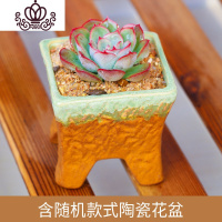 封后多肉 多肉植物 多肉陶瓷花盆组合盆栽肉肉植物拼盘多肉盆栽 猎户座+随机陶瓷花盆 含盆