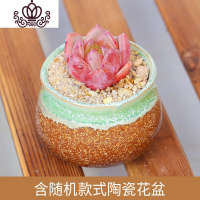 封后多肉 多肉植物 多肉陶瓷花盆组合盆栽肉肉植物拼盘多肉盆栽 香槟+随机陶瓷花盆 含盆