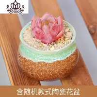 封后多肉 多肉植物 多肉陶瓷花盆组合盆栽肉肉植物拼盘多肉盆栽 香槟+随机陶瓷花盆 含盆
