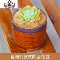 封后多肉 多肉植物 多肉陶瓷花盆组合盆栽肉肉植物拼盘多肉盆栽 月亮仙子+随机陶瓷花盆 含盆