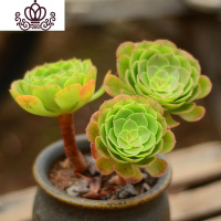 封后万圣节法师多肉精品多肉植物绿捧花缀化一物一拍清棚 3-5头万圣节过一刀 不含盆花卉绿植盆栽