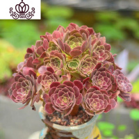 封后万圣节法师多肉精品多肉植物绿捧花缀化一物一拍清棚 正版荷兰圆叶玫瑰法师25cm捧花20头左右 不含盆盆栽