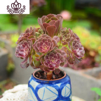 封后万圣节法师多肉精品多肉植物绿捧花缀化一物一拍清棚 米白色荷兰圆叶20cm捧花 不含盆花卉绿植盆栽