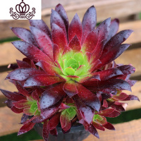 封后万圣节法师多肉精品多肉植物绿捧花缀化一物一拍清棚 正版孔雀捧花20公分一圈头 不含盆花卉绿植盆栽