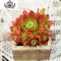 封后万圣节法师多肉精品多肉植物绿捧花缀化一物一拍清棚 花色凤凰捧花8头左右 不含盆花卉绿植盆栽