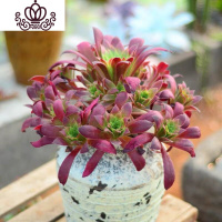 封后万圣节法师多肉精品多肉植物绿捧花缀化一物一拍清棚 驼色孔雀30cm捧花 不含盆花卉绿植盆栽