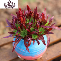 封后万圣节法师多肉精品多肉植物绿捧花缀化一物一拍清棚 解百纳红酒(火凤凰)大群捧花10头以上 不含盆花卉绿植盆栽