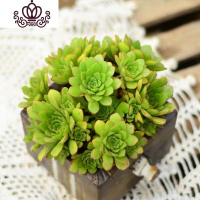 封后万圣节法师多肉精品多肉植物绿捧花缀化一物一拍清棚 荧光绿冰雨门克15-20cm 不含盆花卉绿植盆栽