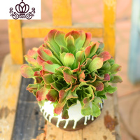 封后万圣节法师多肉精品多肉植物绿捧花缀化一物一拍清棚 韶秀小捧花15-20公分 不含盆盆栽