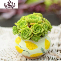 封后万圣节法师多肉精品多肉植物绿捧花缀化一物一拍清棚 百合莉莉多头12-15cm 不含盆花卉绿植盆栽