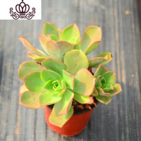 封后万圣节法师多肉精品多肉植物绿捧花缀化一物一拍清棚 韩国富贵法师(镜狮子)3-4头发货 不含盆花卉绿植盆栽