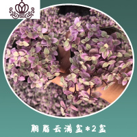 封后胭脂云多肉植物带盆栽好带锦贵货粉红女郎容易爆盆的肉肉满盆 满盆胭脂云2盆(带原土原盆) 含盆