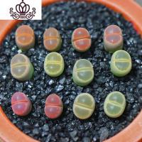 封后91-100岛田生石花屁股花BN多肉植物室内阳台盆栽0303爱萌多肉 91唐嫣梦蝶)390小白1盒 不含盆