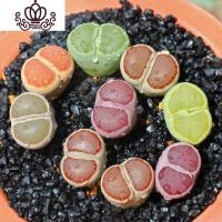 封后91-100岛田生石花屁股花BN多肉植物室内阳台盆栽0303爱萌多肉 97唐嫣梦蝶)45小白 不含盆