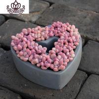 封后(FENGHOU)封后 20颗桃蛋套餐桃之卵精选多肉植物命运新手多肉 10颗4头桃蛋(2-3cm) 不含盆花卉绿