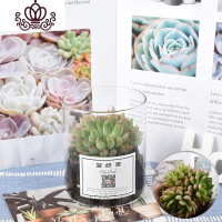 封后多肉植物套餐组合盆栽肉嘟嘟室内肉肉花植物含多肉花盆绿植 玻璃瓶多肉(女雏) 带盆栽好