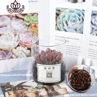 封后多肉植物套餐组合盆栽肉嘟嘟室内肉肉花植物含多肉花盆绿植 玻璃瓶多肉(紫乐) 带盆栽好