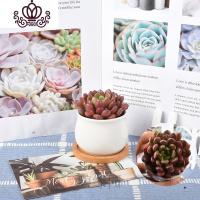 封后多肉植物套餐组合盆栽肉嘟嘟室内肉肉花植物含多肉花盆绿植 陶瓷圆盆多肉(紫乐) 带盆栽好