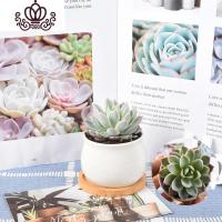 封后多肉植物套餐组合盆栽肉嘟嘟室内肉肉花植物含多肉花盆绿植 陶瓷圆盆多肉(紫罗兰女王) 带盆栽好