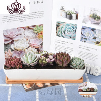 封后多肉植物套餐组合盆栽肉嘟嘟室内肉肉花植物含多肉花盆绿植 陶瓷长条(多肉套餐) 带盆栽好