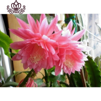 封后花卉室内绿植仙人多肉植物粉色令箭荷花苗盆栽 叶片插苗 带根发货 令箭荷花(公主) 不含盆
