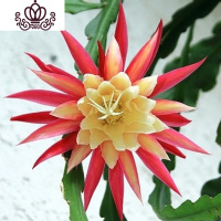 封后花卉室内绿植仙人多肉植物粉色令箭荷花苗盆栽 叶片插苗 带根发货 令箭荷花(彩绘) 不含盆