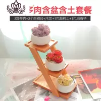 封后云南新款多肉植物老桩带盆组合室内新手套餐含盆带土多肉盆栽拼盘 三格1723花盆多肉含盆含土套餐2 含盆