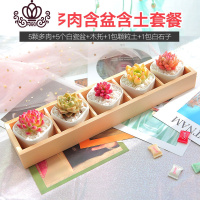 封后云南新款多肉植物老桩带盆组合室内新手套餐含盆带土多肉盆栽拼盘 五格多肉含盆含土套餐 含盆