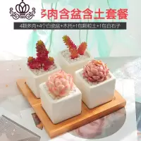 封后云南新款多肉植物老桩带盆组合室内新手套餐含盆带土多肉盆栽拼盘 正方四格多肉含盆含土套餐1 含盆