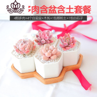 封后云南新款多肉植物老桩带盆组合室内新手套餐含盆带土多肉盆栽拼盘 菱形四格多肉含盆含土套餐2 含盆