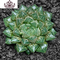 封后玉露新手入坑黑肌12卷万象室内多肉植物绿植月影寿冰灯紫肌玉扇 楼兰5-6cm 不含盆