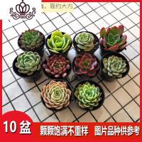 封后多肉植物组合盆栽种好发货精品稀有肉肉 10盆种好发货 带盆栽好